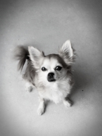 Lilli